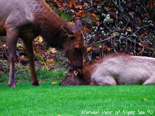 October Elk Photos; strange looking elk expressions, a baby and its mother and a funny video clip.