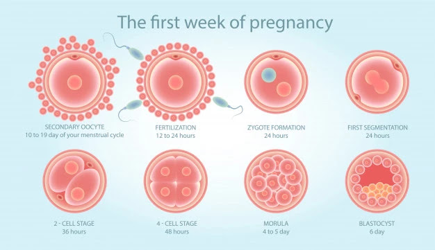 sperm-egg-first-week-pregnancy