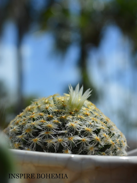 Mammillaria schiedeana Cactus Flower Gardening Plants Succulents