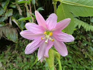 Passiflore banane - Curuba - Passiflora tripartita var. mollissima - Grenadine banane - Barbadine