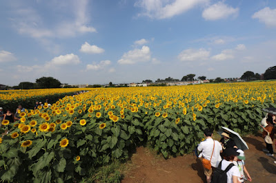 清瀬ひまわりフェスティバル2019 Canon EOS 9000D + EF-S10-22mm F3.5-4.5 USM