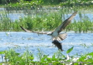 Osprey Catching Fish