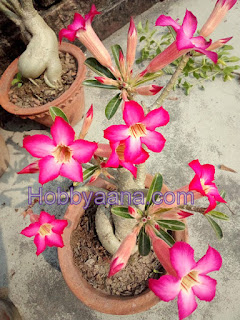 adenium desert rose flower plant
