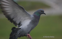 Rock pigeon in flight, Souris, PEI, Canada - by Wanda Bailey, Nov. 2014