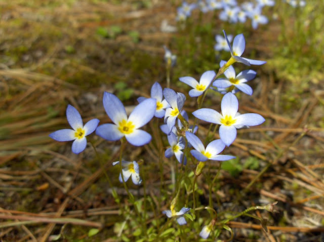 little white and blue wildflowers macro 