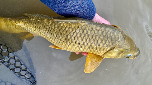 Carp, Common Carp, Carp on the Fly, Pedernales River, Reimers Ranch, Milton Reimers Ranch, Texas Freshwater Fly Fishing, TFFF, Fly Fishing Texas, Texas Fly Fishing, Two Flies and an Old Stretch of River, Pat Kellner