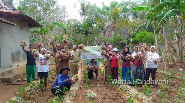 Kelompok Tani Sedyo Rukun Desa Giripurwo Panen Bawang Merah