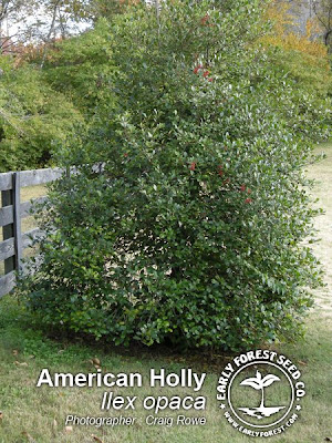 Maple Bonsai Tree on Early Forest   Tree Photography And Information  American Holly Tree