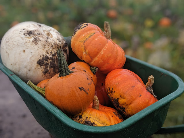 Pick Your Own Pumpkins within a 90 Minute Drive of Newcastle Upon Tyne