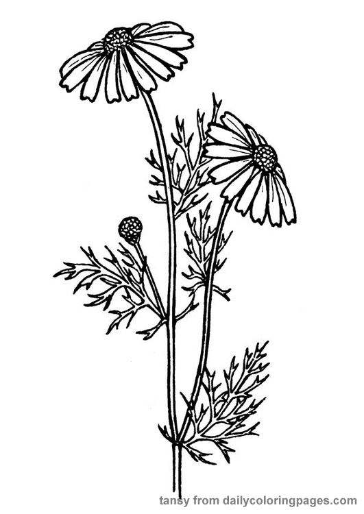Download Realistic Flower Coloring Pages - Flower Coloring Page