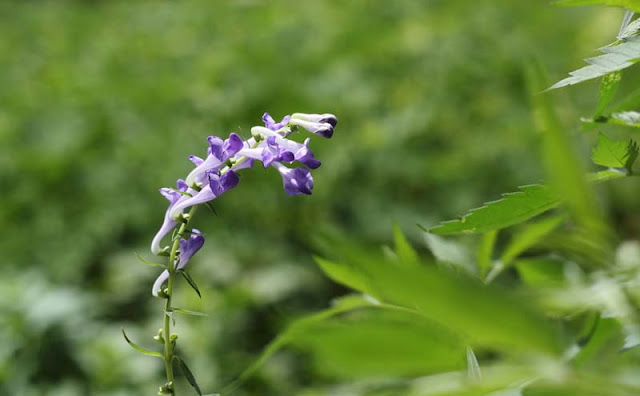 Baikal Skullcap Flowers Pictures