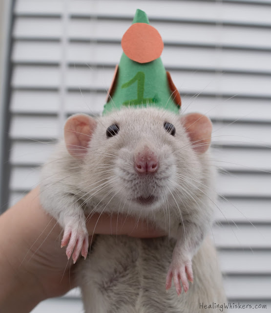 Oliver the therapy rat wearing a party hat