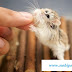 Hamster Robo – Thiên thần chuột cảnh đáng yêu