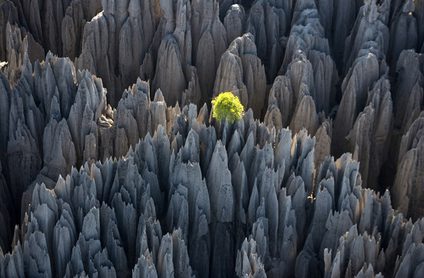 The Stone Forest