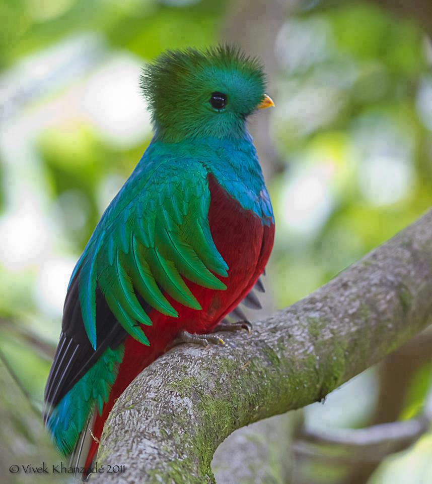 Image result for resplendent quetzal images