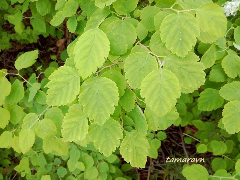 Смотрите также тему:  Спирея уссурийская / Таволга уссурийская (Spiraea ussuriensis)