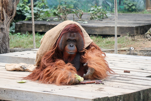 新竹市立動物園藏隱在市區小而美的森林動物園，有老虎河馬熊猴子