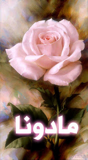اسم مادونا مكتوب على صورة وردة جميلة