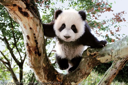 Funny panda on the tree.