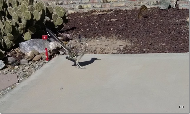 02-28-16 Yuma (8)a