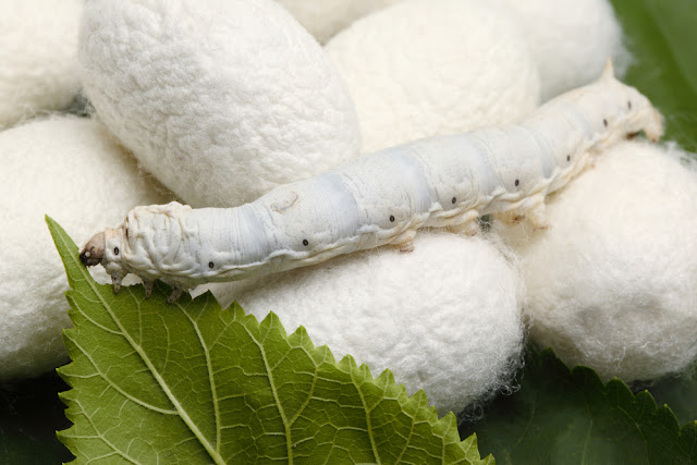 silk worm with cocoon
