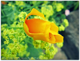 unknown yellow orange flowers in garden