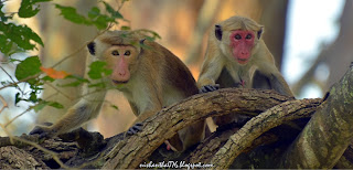 Sri Lanka Toque Macaque is endemic to Sri Lanka