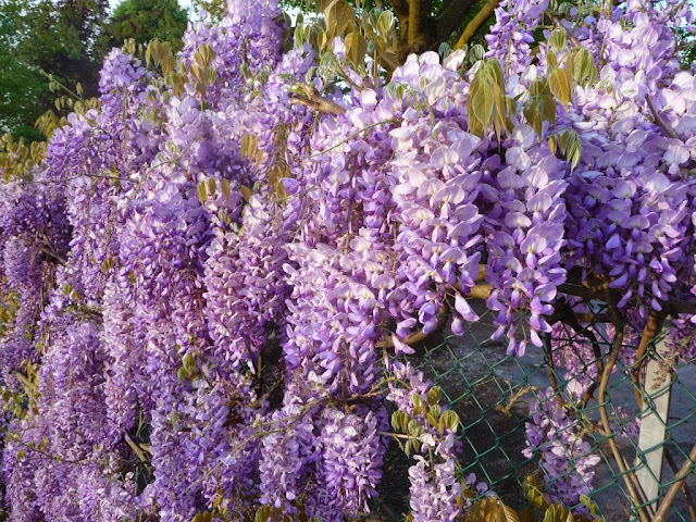 wisteria flower spring