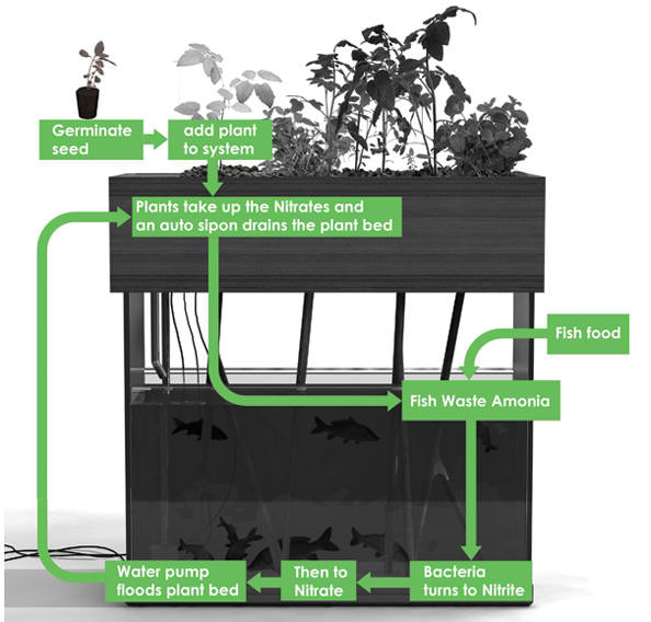 Redhead Tilapia Farm: Does Aquaponics Really Work?