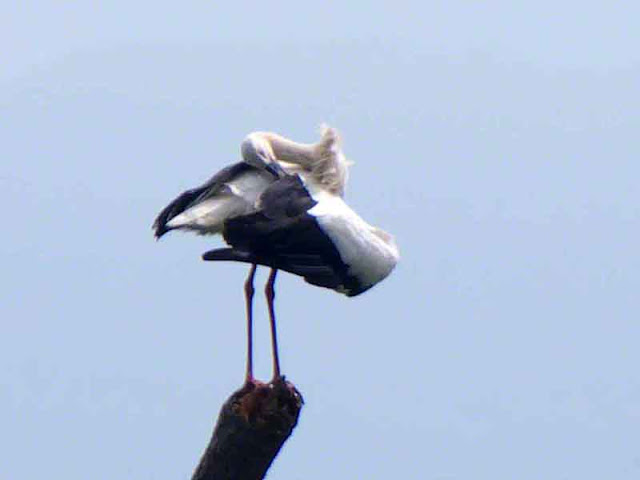 bird, tree, preening, Ciconia boyciana, Okinawa