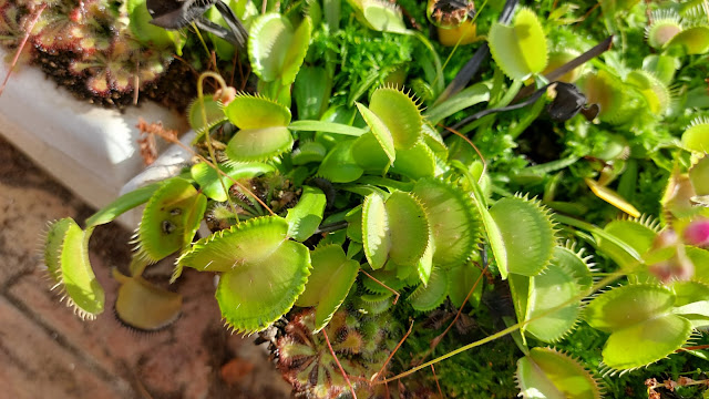 Dionaea muscipula Maximus