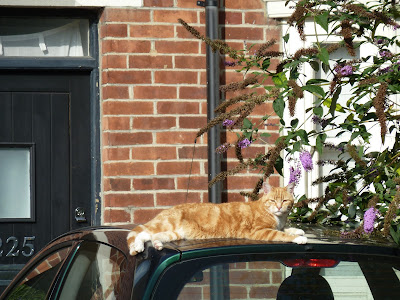 Ginger cat basking in the sun on car roof