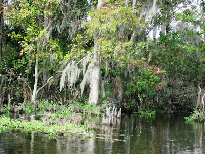 New Orleans Bayou