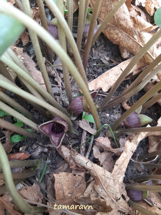 Копытень Зибольда (Asarum sieboldii)