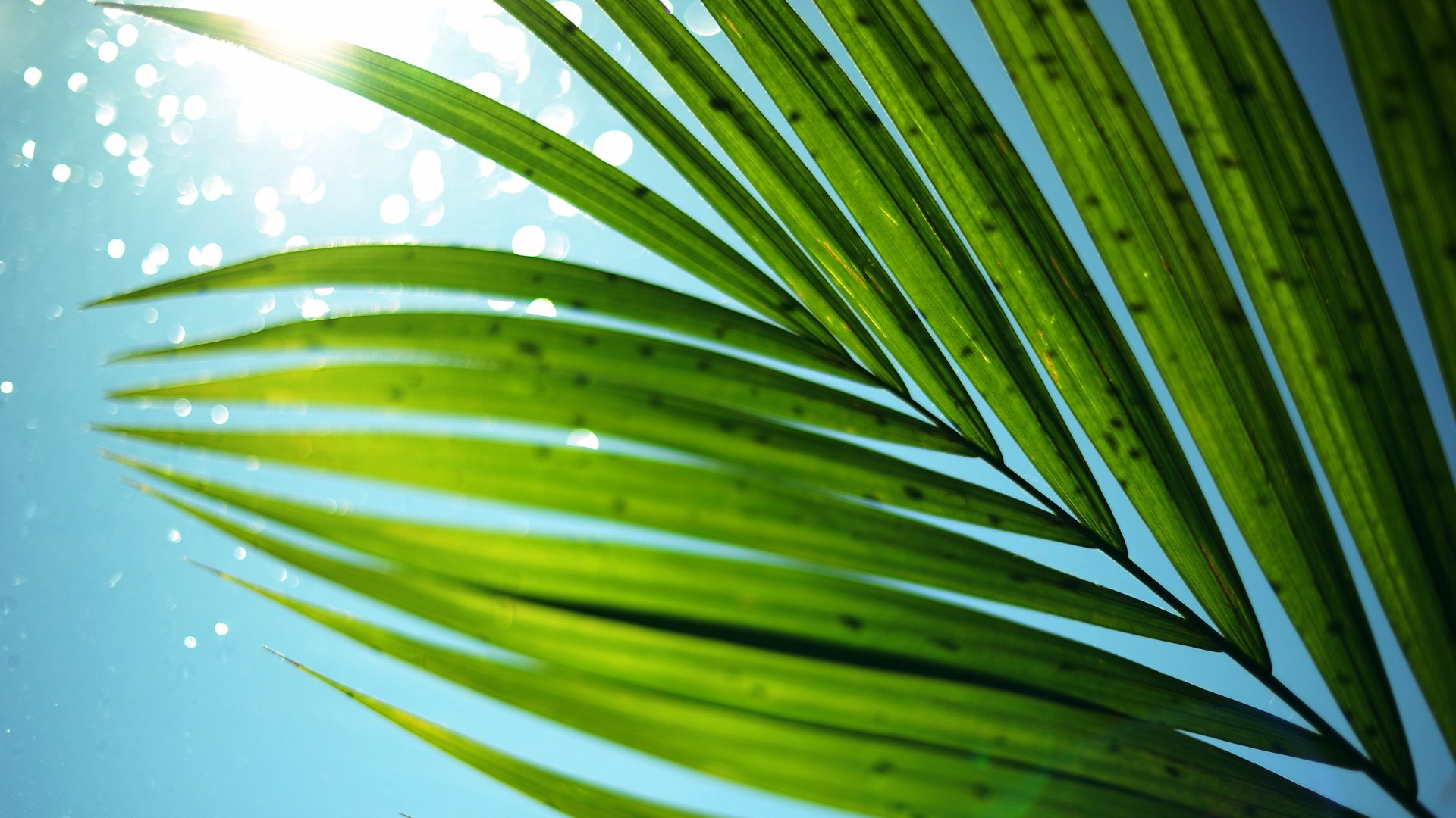 Tumblr Palm Tree Leaves