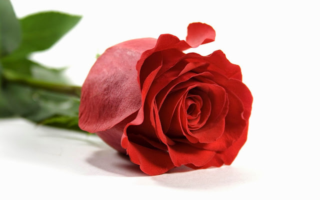 Red Rose Image Hd