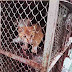 Di China, Kucing Di Masak Seperti halnya Daging Binatang Ternak