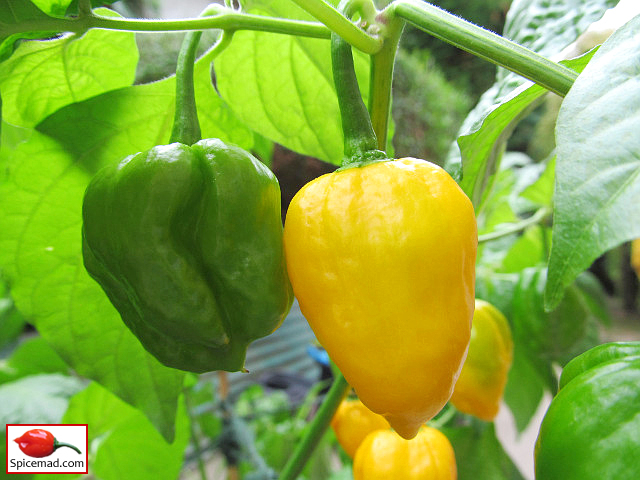 Papa Joe's Scotch Bonnet - 28th August 2022