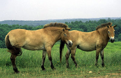 Kuda liar terakhir tinggal di Mongolia atau biasa di sebut takhi