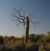 A dead tree in Nevada, near the Colorado River, that calls to me.