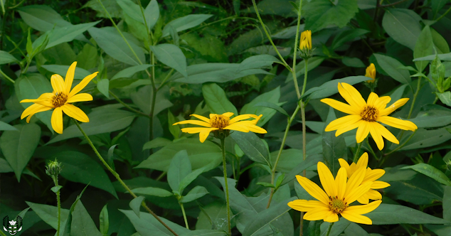キクイモ(菊芋)Helianthus tuberosus