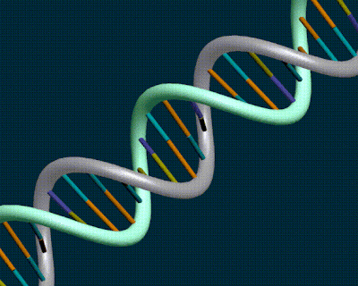 nucleic acid rna. related nucleic acid RNA,