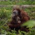 MOMENTS THAT MATTER: Terrified Orangutans Saved From Hunters