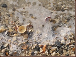 SHELLS IN SURF