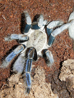 Cobalt Blue Tarantula