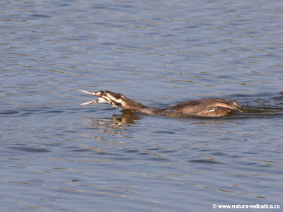 pui de corcodel mare