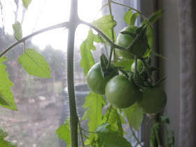 topsy turvy tomatoes, how to make upside down tomatoes, window
