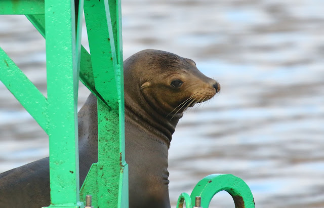 California Sea Lion