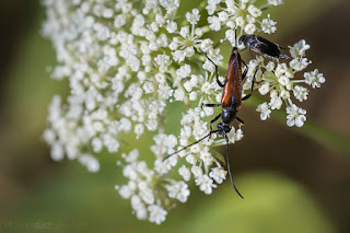 Stenurella melanura