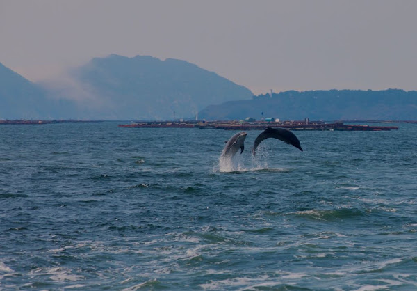 delfines ria de vigo bahia delta navegar